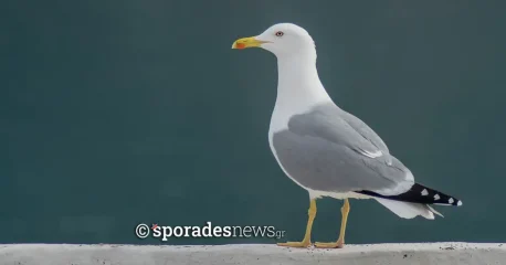 Ασημόγλαρος