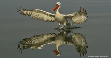 Αργυροπελεκάνος Argyropelekanos_Pelecanus