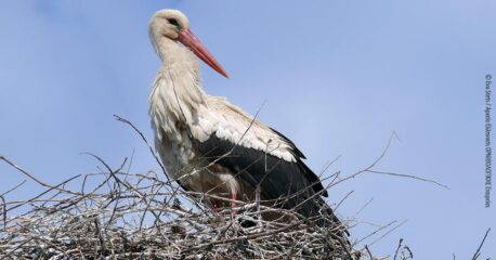 White Stork -  Ciconia Ciconia | Photos ©: Eva Stets