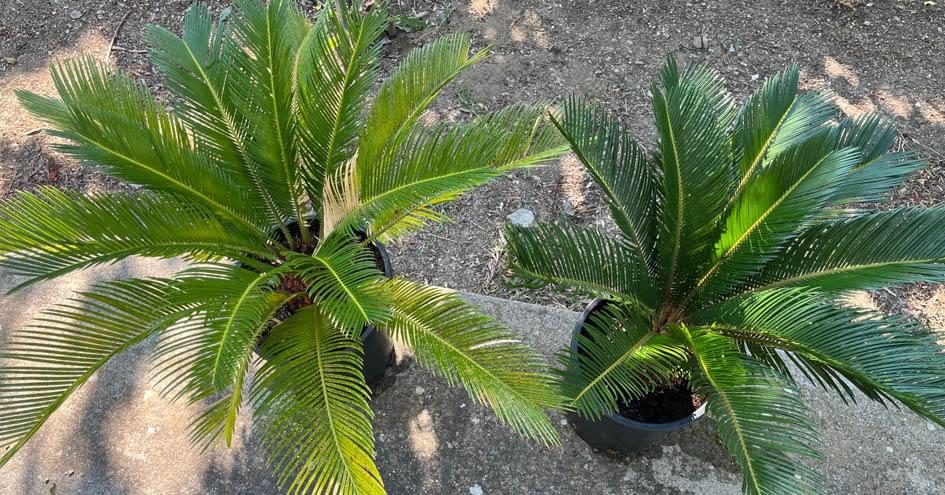 Cycas revoluta (τσίκα), ανθεκτικό πανέμορφο φοινικοειδες με γυαλιστερά φύλλα 