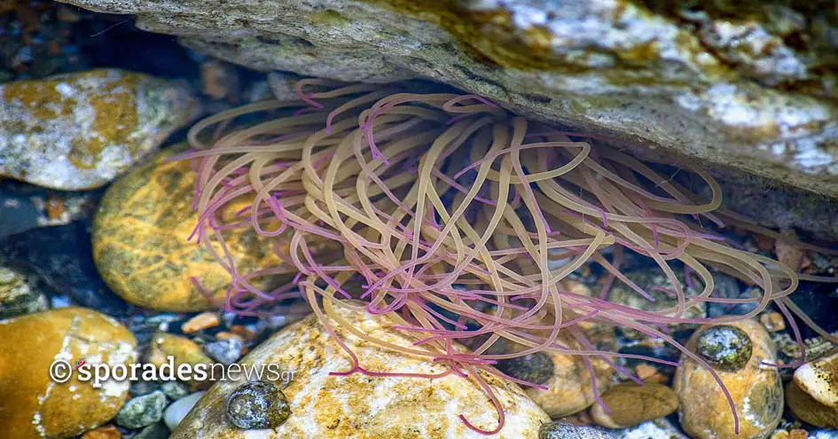 Πράσινη Ανεμώνη (Anemonia viridis)