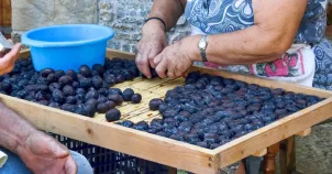 Σκοπελίτικο δαμάσκηνο