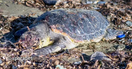 Μία ακόμα νεαρή χελώνα caretta caretta νεκρή σε παραλία της Σκοπέλου