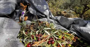 Σκόπελος | Αρχίζει η πρώτη φάση ψεκασμών για τη δακοκτονία