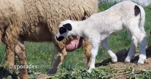 Πρόβατο - μηρυκαστικό