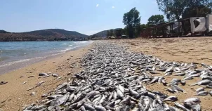 νεκρά ψάρια, Παγασητικός,Λίμνη Κάρλα